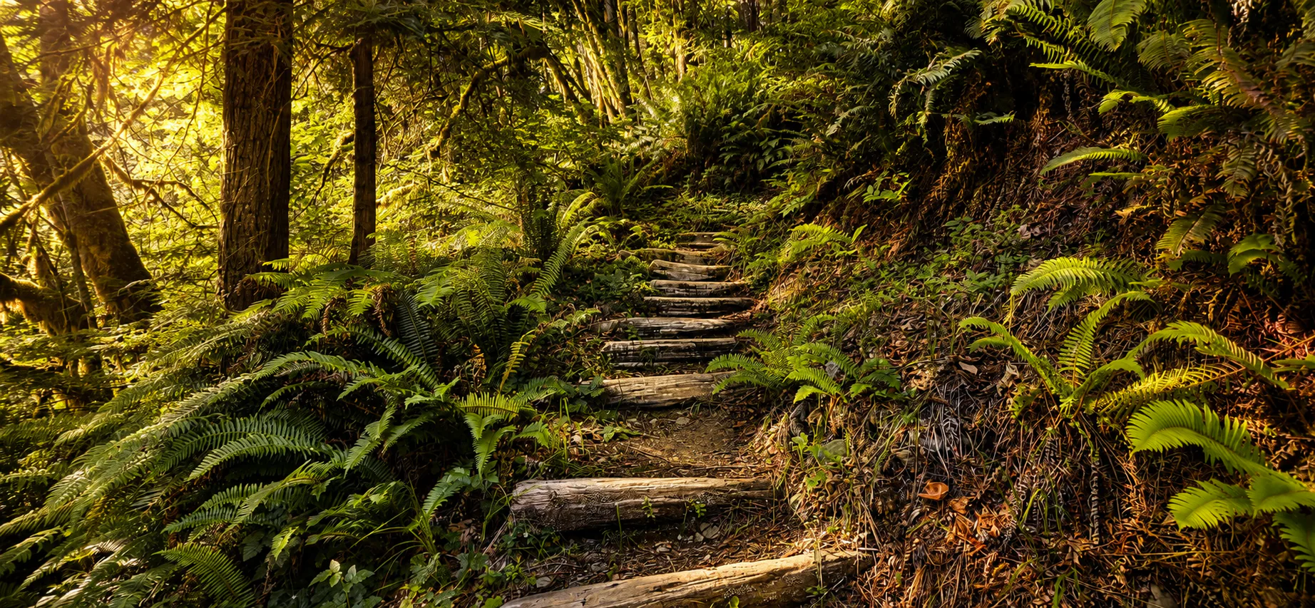 Fern-lined forest trail in Humboldt County