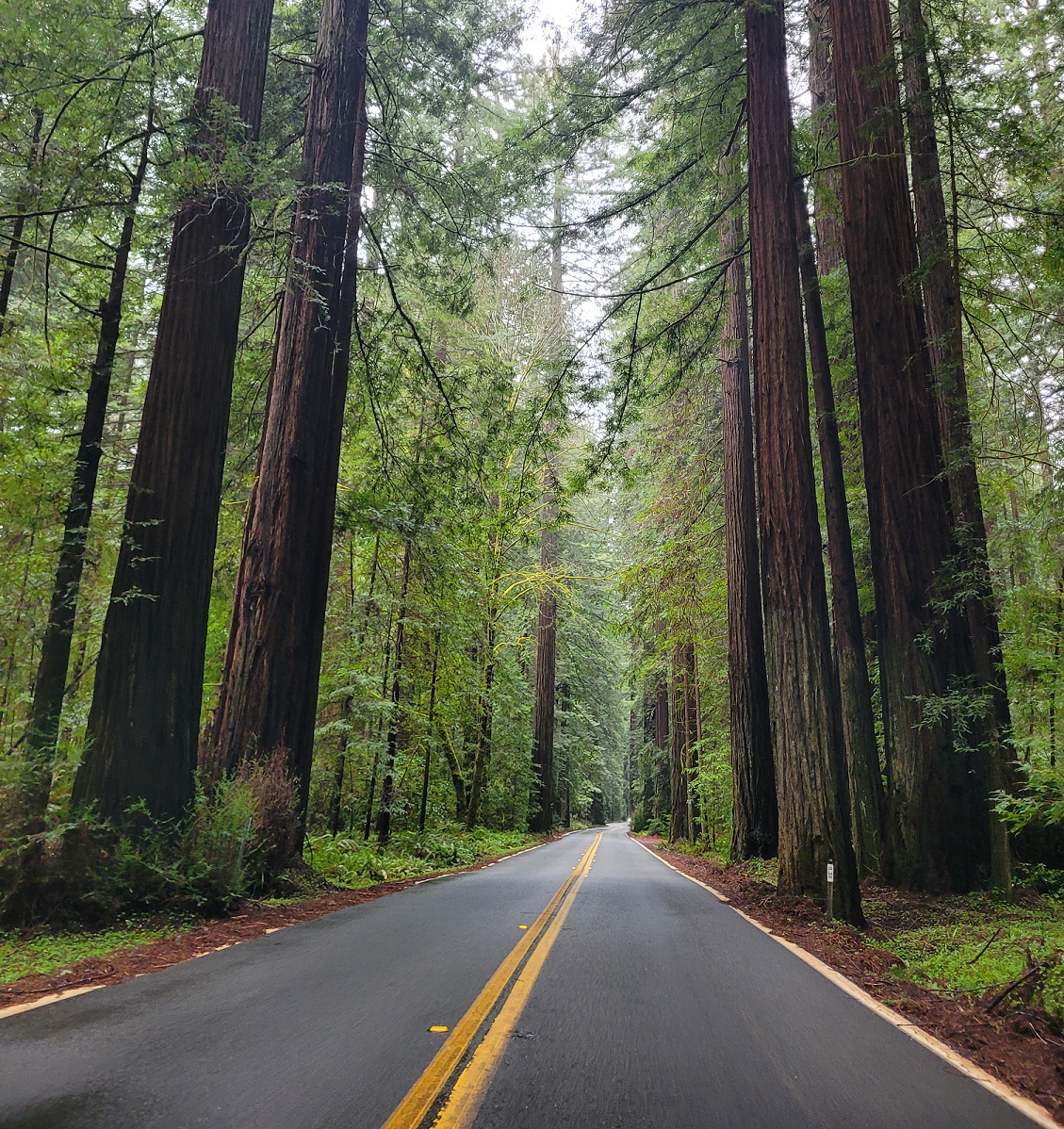 Why Should You Visit Southern Humboldt During the Quiet Rainy Season?
