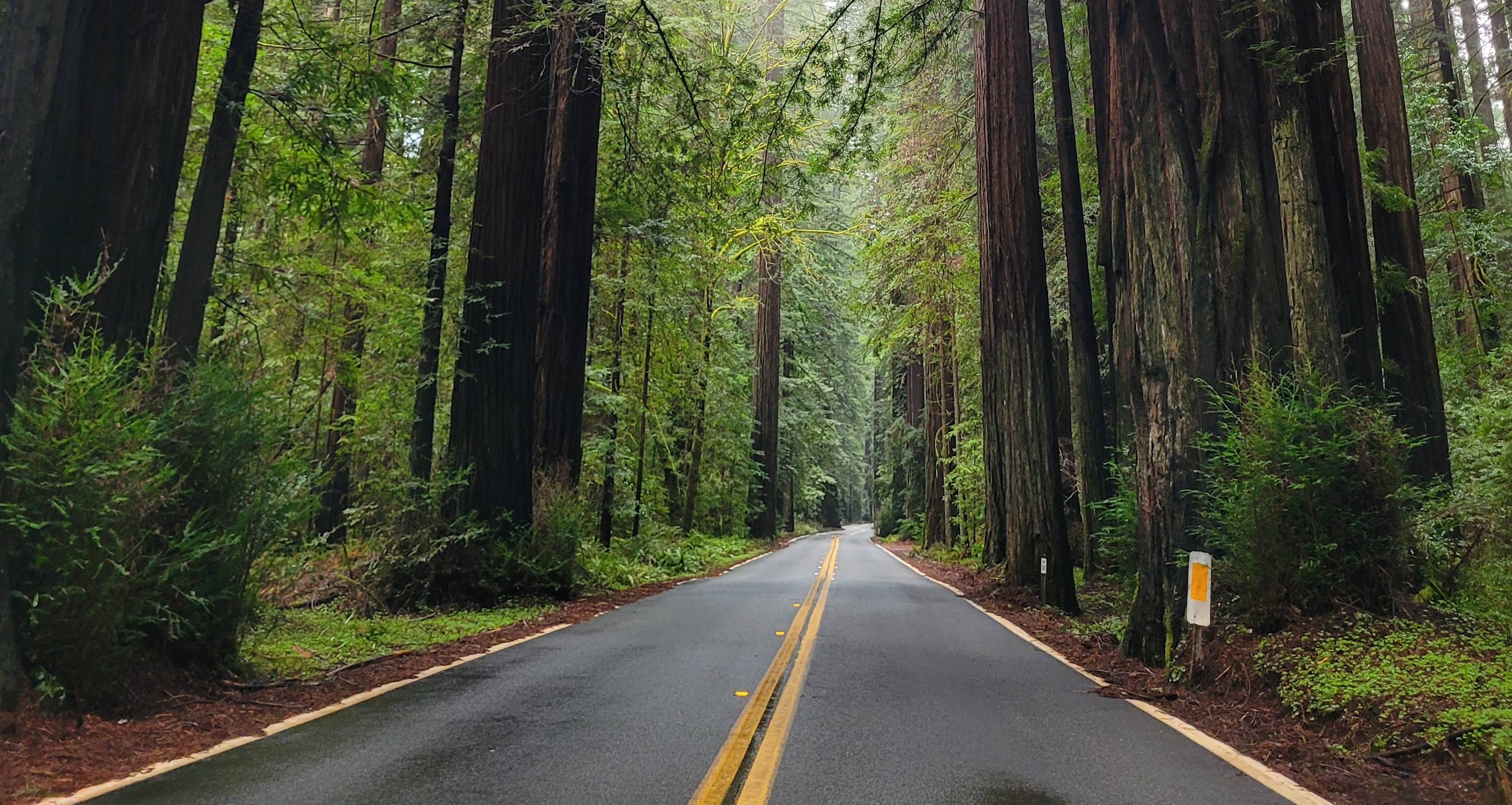 The Avenue of the Giants: A Redwood Showcase