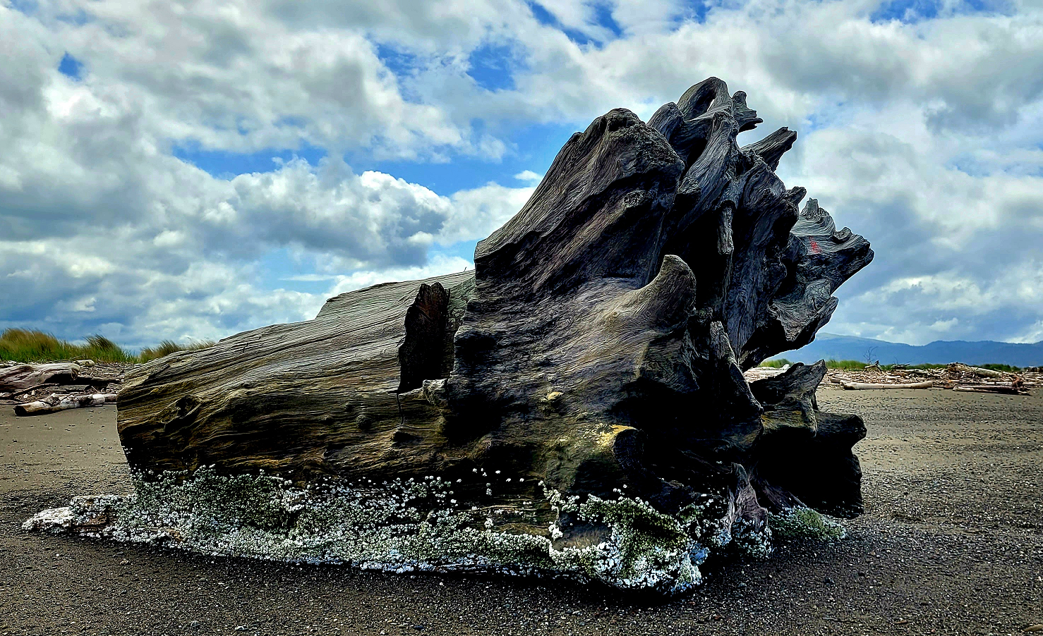 Chasing Fog: How to Capture Humboldt Bay's Winter Magic with Your Camera